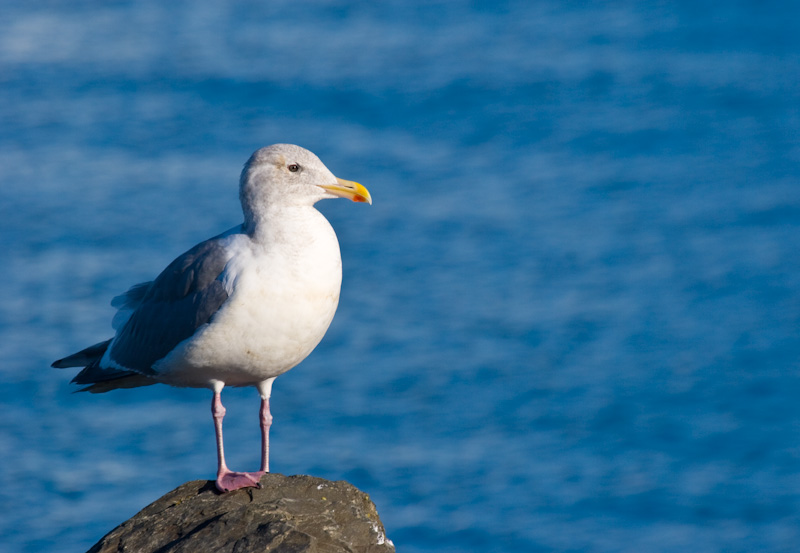 Herring Gull